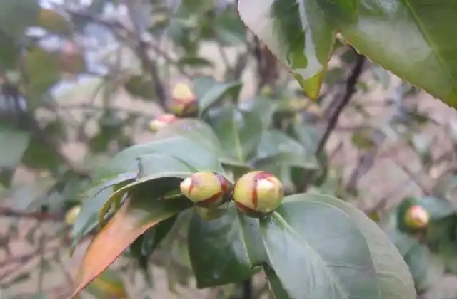 茶花花苞邊緣焦黑掉花苞,重點從這三個方面找原因!