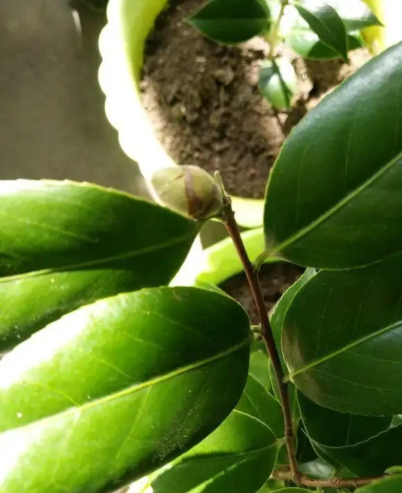 茶花花苞邊緣焦黑掉花苞,重點從這三個方面找原因!