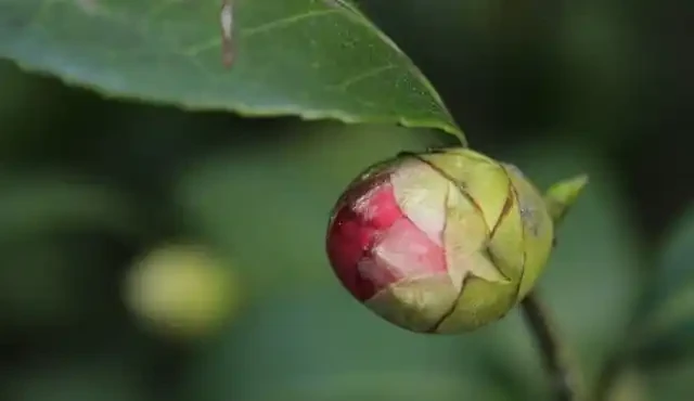 茶花花苞邊緣焦黑掉花苞,重點從這三個方面找原因!