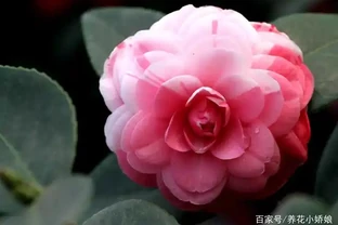茶花花苞邊緣焦黑掉花苞，重點從這三個方面找原因！