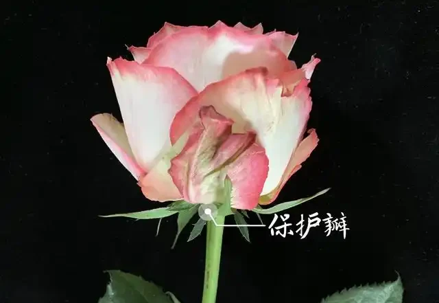 玫瑰花瓣,為什麼不能揪掉?