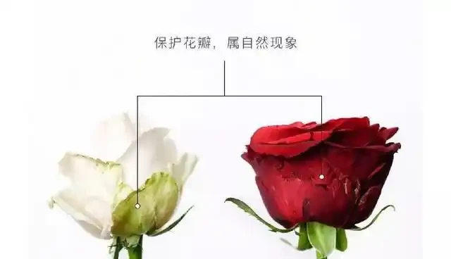 玫瑰花瓣,為什麼不能揪掉?