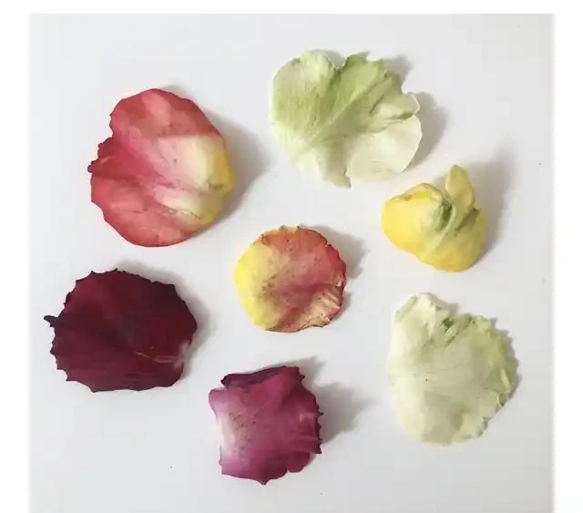 玫瑰花瓣,為什麼不能揪掉?
