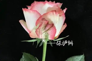 玫瑰花瓣，為什麼不能揪掉？