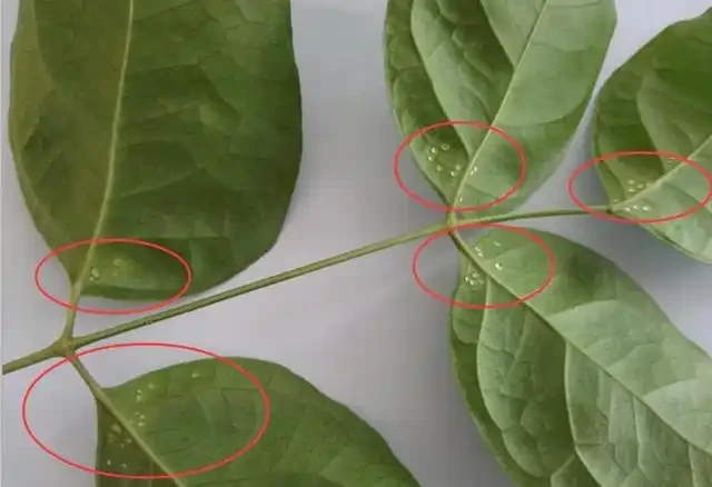 幸福樹掉葉子,背面有粘液是怎麼回事?如何預防?