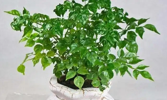 幸福樹掉葉子,背面有粘液是怎麼回事?如何預防?