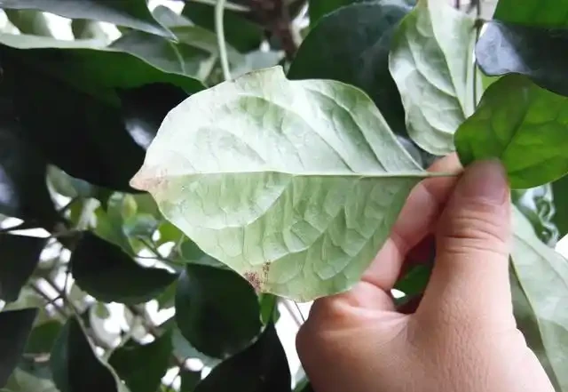 幸福樹掉葉子,背面有粘液是怎麼回事?如何預防?