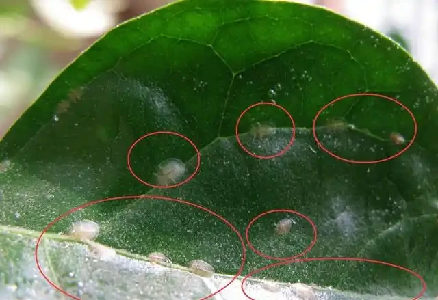 幸福樹掉葉子,背面有粘液是怎麼回事?如何預防?