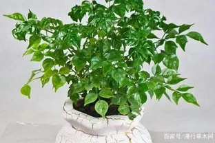 幸福樹掉葉子，背面有粘液是怎麼回事？如何預防？