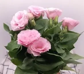 這種花被稱為「無刺玫瑰」,不但好養活,而且也是盆栽佳品!