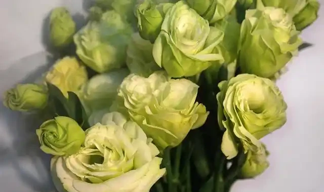 這種花被稱為「無刺玫瑰」,不但好養活,而且也是盆栽佳品!