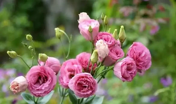 這種花被稱為「無刺玫瑰」,不但好養活,而且也是盆栽佳品!