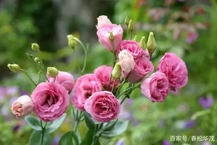 這種花被稱為「無刺玫瑰」，不但好養活，而且也是盆栽佳品！