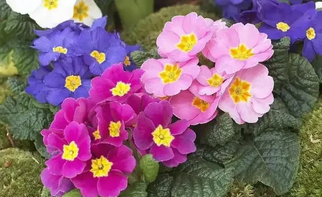 春節前後開花特別好的10多種開花植物,花朵還有迷人芳香