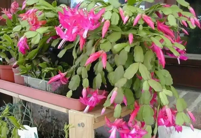 春節前後開花特別好的10多種開花植物,花朵還有迷人芳香