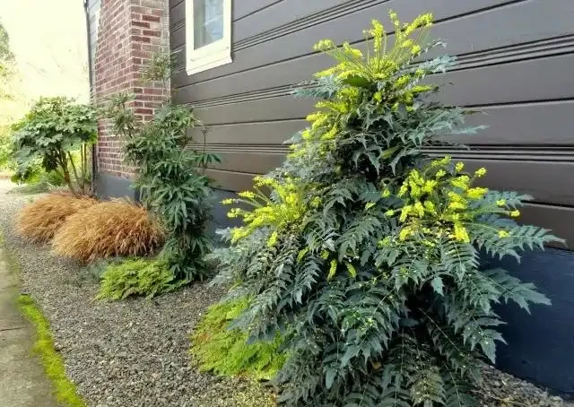 春節前後開花特別好的10多種開花植物,花朵還有迷人芳香