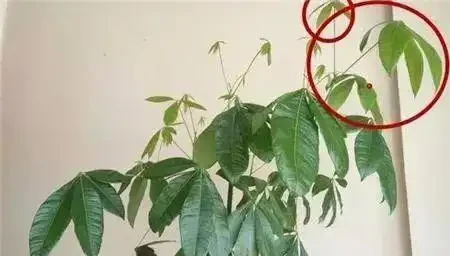 發財樹丨幸福樹丨雪鐵芋,這樣「咔咔」剪兩刀,越長越茂盛!