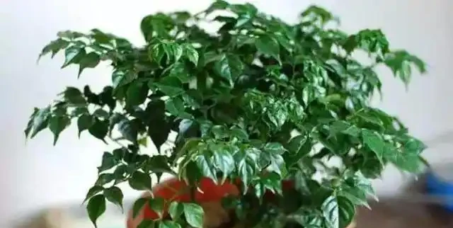 發財樹丨幸福樹丨雪鐵芋,這樣「咔咔」剪兩刀,越長越茂盛!