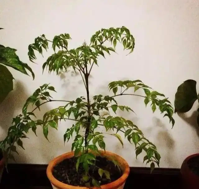 發財樹丨幸福樹丨雪鐵芋,這樣「咔咔」剪兩刀,越長越茂盛!