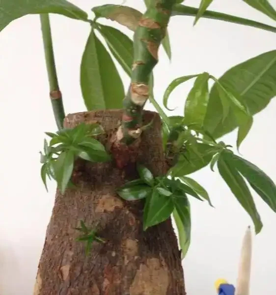 發財樹丨幸福樹丨雪鐵芋,這樣「咔咔」剪兩刀,越長越茂盛!