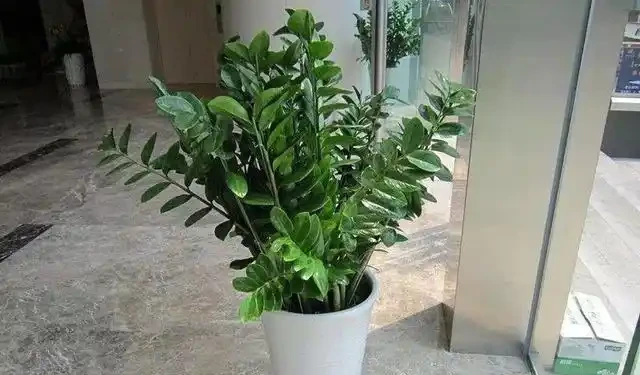 發財樹丨幸福樹丨雪鐵芋,這樣「咔咔」剪兩刀,越長越茂盛!