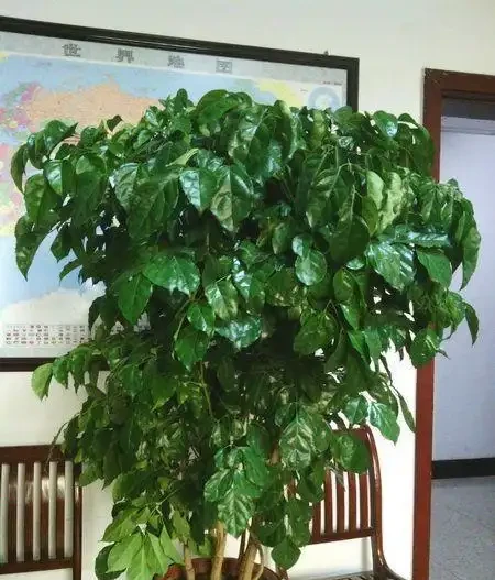發財樹丨幸福樹丨雪鐵芋,這樣「咔咔」剪兩刀,越長越茂盛!