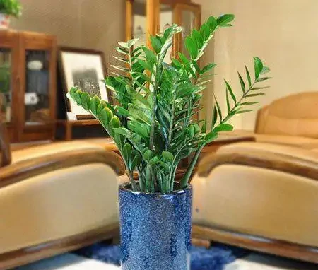 發財樹丨幸福樹丨雪鐵芋,這樣「咔咔」剪兩刀,越長越茂盛!