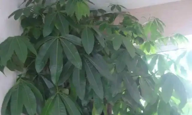 發財樹丨幸福樹丨雪鐵芋,這樣「咔咔」剪兩刀,越長越茂盛!