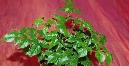 發財樹丨幸福樹丨雪鐵芋,這樣「咔咔」剪兩刀,越長越茂盛!
