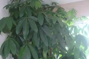 發財樹丨幸福樹丨雪鐵芋，這樣「咔咔」剪兩刀，越長越茂盛！
