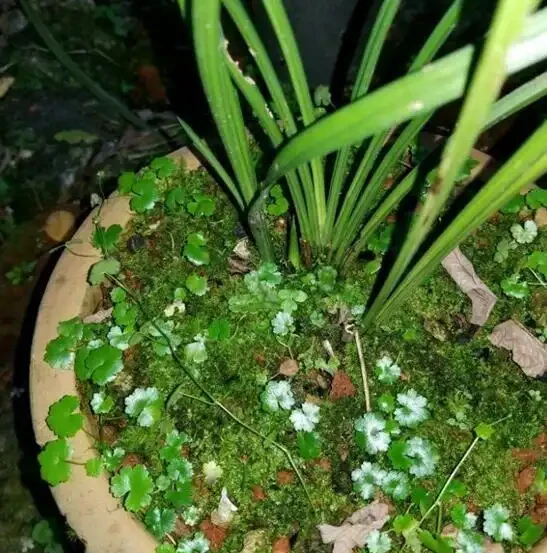 偶遇青苔挖一塊,帶回家鋪在花盆裡,保水護花促生長!