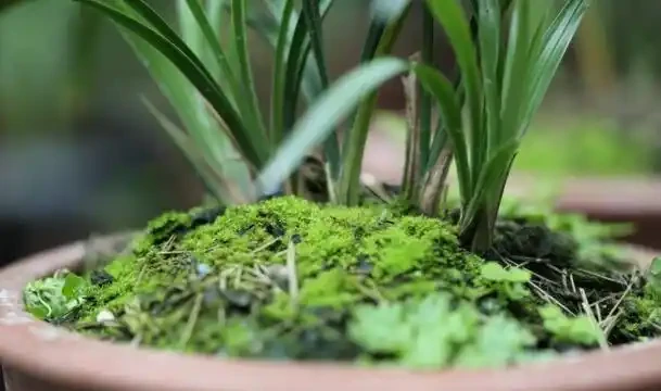 偶遇青苔挖一塊,帶回家鋪在花盆裡,保水護花促生長!