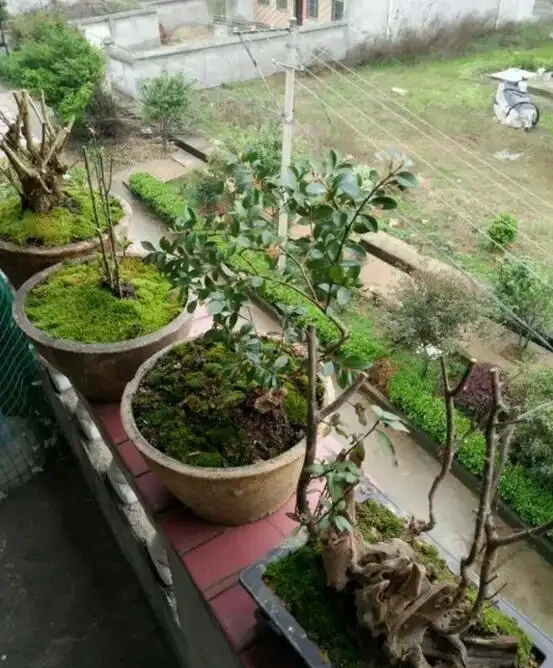 偶遇青苔挖一塊,帶回家鋪在花盆裡,保水護花促生長!