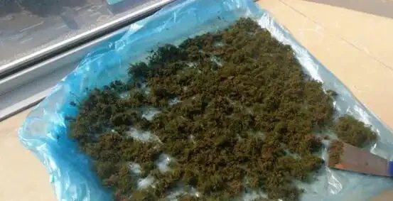 偶遇青苔挖一塊,帶回家鋪在花盆裡,保水護花促生長!