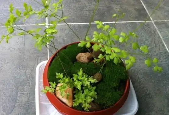 偶遇青苔挖一塊,帶回家鋪在花盆裡,保水護花促生長!