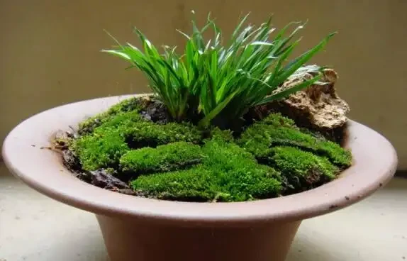 偶遇青苔挖一塊,帶回家鋪在花盆裡,保水護花促生長!