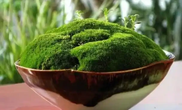 偶遇青苔挖一塊,帶回家鋪在花盆裡,保水護花促生長!