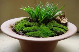 偶遇青苔挖一塊，帶回家鋪在花盆裡，保水護花促生長！