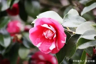 剛買的茶花到家就有點蔫，咋回事怎麼處理呢？