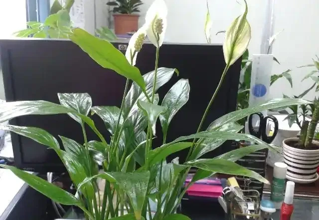 白鶴芋葉尖發黑不外乎兩個原因，第一個沒事第二個要命！