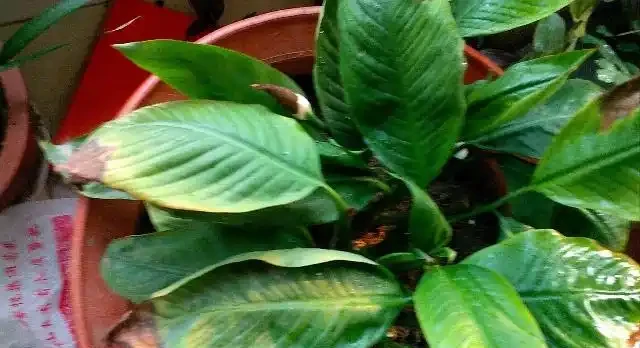 白鶴芋葉尖發黑不外乎兩個原因，第一個沒事第二個要命！