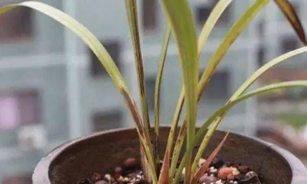 蘭花葉子發黃怎麼辦？教你解決蘭花常見的四大葉黃症狀！