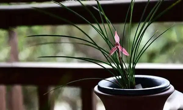 蘭花葉子發黃怎麼辦？教你解決蘭花常見的四大葉黃症狀！