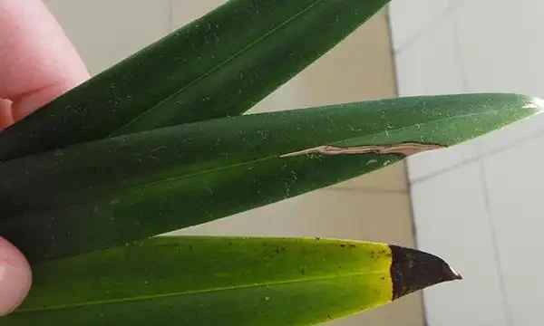 蘭花葉子發黃怎麼辦？教你解決蘭花常見的四大葉黃症狀！