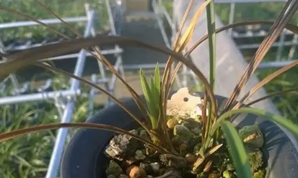 蘭花葉子發黃怎麼辦？教你解決蘭花常見的四大葉黃症狀！