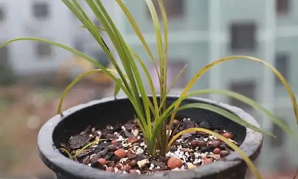 蘭花葉子發黃怎麼辦？教你解決蘭花常見的四大葉黃症狀！