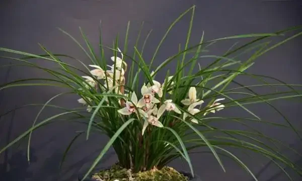 蘭花葉子發黃怎麼辦？教你解決蘭花常見的四大葉黃症狀！