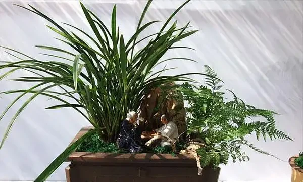 蘭花葉子發黃怎麼辦？教你解決蘭花常見的四大葉黃症狀！