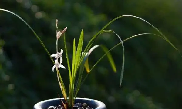 蘭花葉子發黃怎麼辦？教你解決蘭花常見的四大葉黃症狀！