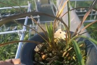 蘭花葉子發黃怎麼辦？教你解決蘭花常見的四大葉黃症狀！